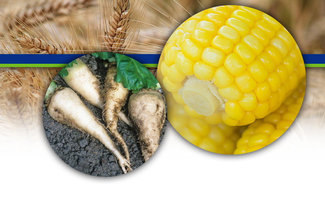 Raw Materials Used in Feed Production